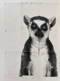 The Lemur – Fine Artwork, Edition 1/7