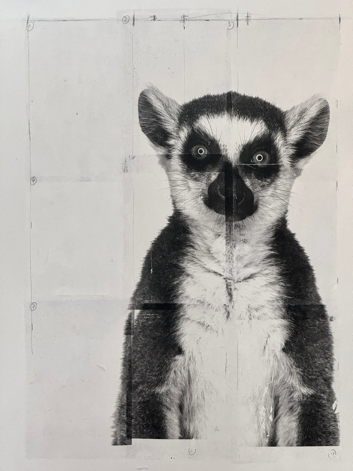 The Lemur – Fine Artwork, Edition 1/7